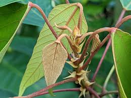 Image result for Macaranga capensis