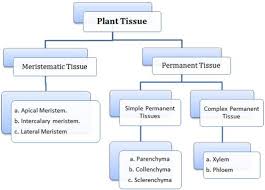 Anatomy Of Flowering Plants Class 11 Notes Biology