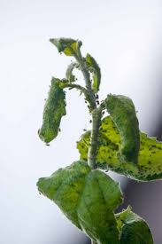 Image result for BLACKFLY ON TOMATO PLANTS