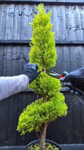 Image result for Cupressus macrocarpa