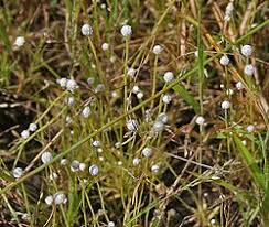 Image result for Eriocaulon truncatum