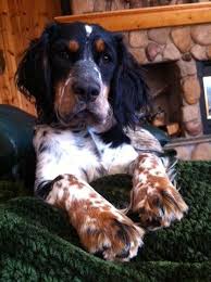 Hattie B Tri Roan Setter Puppies English Setter Puppies Spaniel Puppies