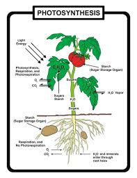 The light energy is no longer consumed and is not needed at this stage. The Photosynthesis Reaction Advanced Ck 12 Foundation