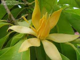 Plantfiles Pictures Yellow Jade Orchid Tree Fragrant Champaca Fragrant Himalayan Champaca Magnolia Champaca By Cla Orchid Tree Plant Leaves Magnolia Trees
