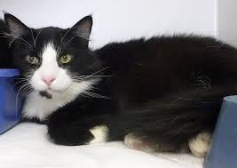 Adopt Adopted 27758 Cooper On With Images Cat Adoption Cats And Kittens Crazy Cats