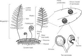 Image result for Pteris burtonii