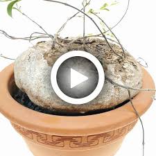 Image result for Raphionacme procumbens