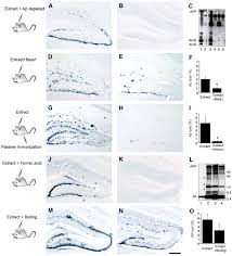 Exogenous Induction Of Cerebral Ss Amyloidogenesis Is Governed By Agent And Host Science In this video i will show you how to download b extract of vehicle of rto karnataka.