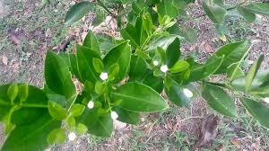 Selain itu baja ini boleh juga digunakan pada sayur seperti sawi. Petua Letak Daun Kering Dalam Masa 2 Minggu Pokok Limau Mula Keluarkan Putik Mingguan Wanita