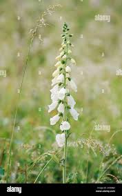 Image result for Digitalis purpurea alba/ red spots