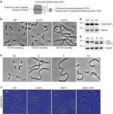 Видео канала kannan24vlogs, ( 66 видео ). The Bacterial Tubulin Ftsz Requires Its Intrinsically Disordered Linker To Direct Robust Cell Wall Construction Nature Communications