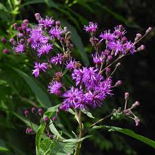 Ironweed – Gardening Solutions