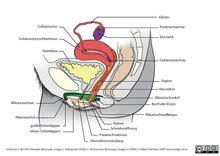 Real female anatomy gynecology visual examination of the vulva & pelvic areas part 2 1080 x 1920. Vagina Wikipedia