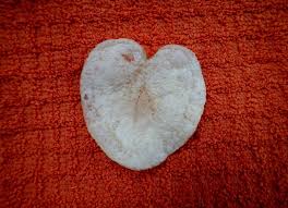 Heart Shaped Potato Chip Lays Potato Chips Ooak Heart Shapes