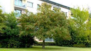 Daher sollte der baum im garten nicht fehlen. Eberesche Vogelbeere Im Pflanzenlexikon Gartennatur Com
