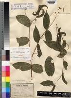 Image result for Landolphia congolensis