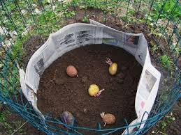 Planting potatoes is really easy, so much so that you can do it even in a pot. The Lazy Person S Potato Garden Art Of Natural Living Potato Gardening Veggie Garden Growing Vegetables