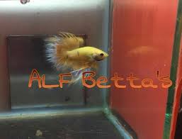 Betta Fighter Fish At Rs 100 Piece Kaloor Kochi Id 10838550330