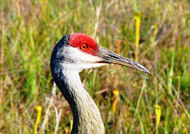 Select from 35655 printable crafts of cartoons, nature, animals, bible and many more. Mississippi Sandhill Crane Mississippi Sandhill Crane U S Fish And Wildlife Service