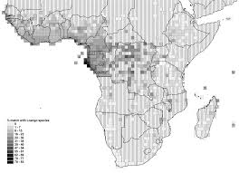 Image result for Thomandersia laurentii