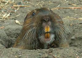Be warned if you plan to smoke gophers, that this also kills moles, prairie dogs, voles, groundhogs, ground squirrels, badgers, and any other burrowing animals you may have. Get Rid Of Gophers The Natural Way