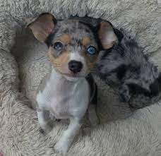 If you're looking for french bulldog puppies for sale, it's important to understand their health requirement. Blue Merle Chihuahuas For Sale Cheap Buy Online