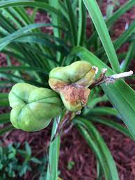 If you have not done this, there is. Daylilies Forum Is This Normal Seed Pod Drying Garden Org