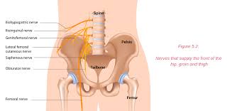 Groin muscles diagram diagram of groin aponeurosis from sscsantry groin project medical. Groin Pain Structures And Conditions That Can Contribute To Groin Pain