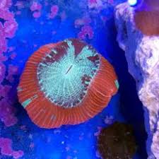Pestii de apa sarata beau apa, iar cei de apa dulce nu. Coralfarm Ro Importator Distribuitor De Corali Pesti Exotici Nevertebrate Produse Si Echipamente De Acvaristica Petshop