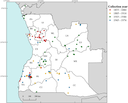 Image result for Adenodolichos punctatus