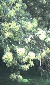 Image result for Buddleja saligna