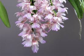 Image result for Chamaeangis