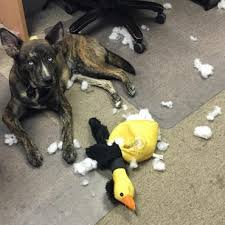 The puppies are fully weaned and dewormed at 6 weeks of age. The Confident Hardworking Dutch Shepherd Is Your Next Best Mate K9 Web