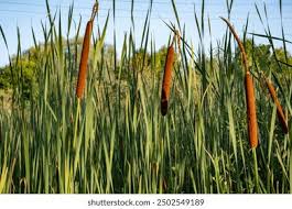 Image result for Typhaceae