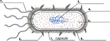 Bacteria Prokaryote Cell Coloring Cells Worksheet Prokaryotic Cell Prokaryotes