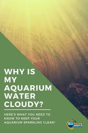 Why Is My Aquarium Water Cloudy Fish Tank World In 2020 Fresh Water Fish Tank Fish Tank Beta Fish Tank