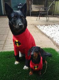 That's why paws pet resort is here: Dog Boarding In Bellaire Maplewood Houston Super Paws Petbacker Home Pet Hotel