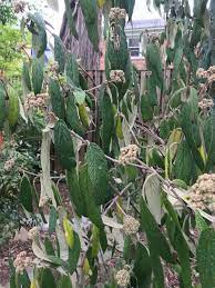 The leaves of mapleleaf viburnum (v. Drooping Leather Leaf Viburnum 556022 Ask Extension