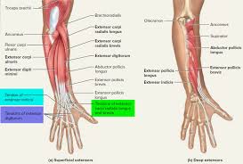 Notes on anatomy and physiology: Tendon Function Arm Hand Tendons Leg And Achilles Tendons