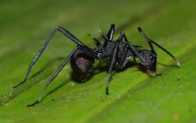 Image result for Antherotoma