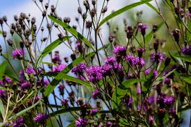Image result for Vernonia hirsuta