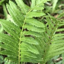 Image result for Cyclosorus interruptus