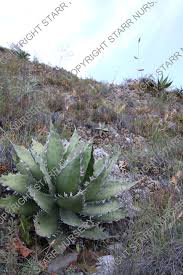 Image result for Agave