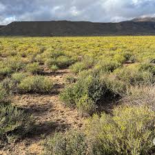 Image result for Pentzia incana