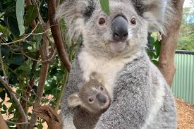 Justrite safety containment items : Koala Baby Ash Der Erste Nachwuchs Seit Den Branden In Australien