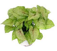 Syngonium Neon Robusta Starter Plant All Starter Plants Require You To Purchase 2 Plants Plants Arrowhead Plant Plant Care