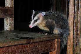 Andean White Eared Opossum Didelphis Pernigra Inaturalist Didelphis es un género de marsupiales didelfimorfos de la familia didelphidae que incluye seis especies, conocidas vulgarmente como zarigüeyas mayores o zarigüeyas comunes, entre las que se encuentran dos de las especies de marsupiales americanos más conocidas y extendidas por el. andean white eared opossum didelphis