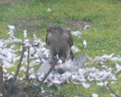 Judges deliver their final …. Katera Ptica Je To Slo Tech