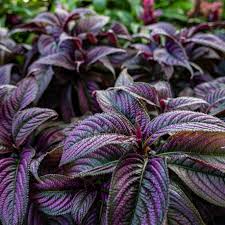 Image result for Erythrococca polyandra