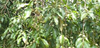 Image result for Putranjivaceae